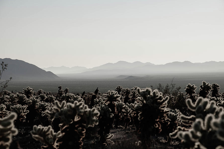 Shades on Textures Cholla Photograph by Go and Flow Photos