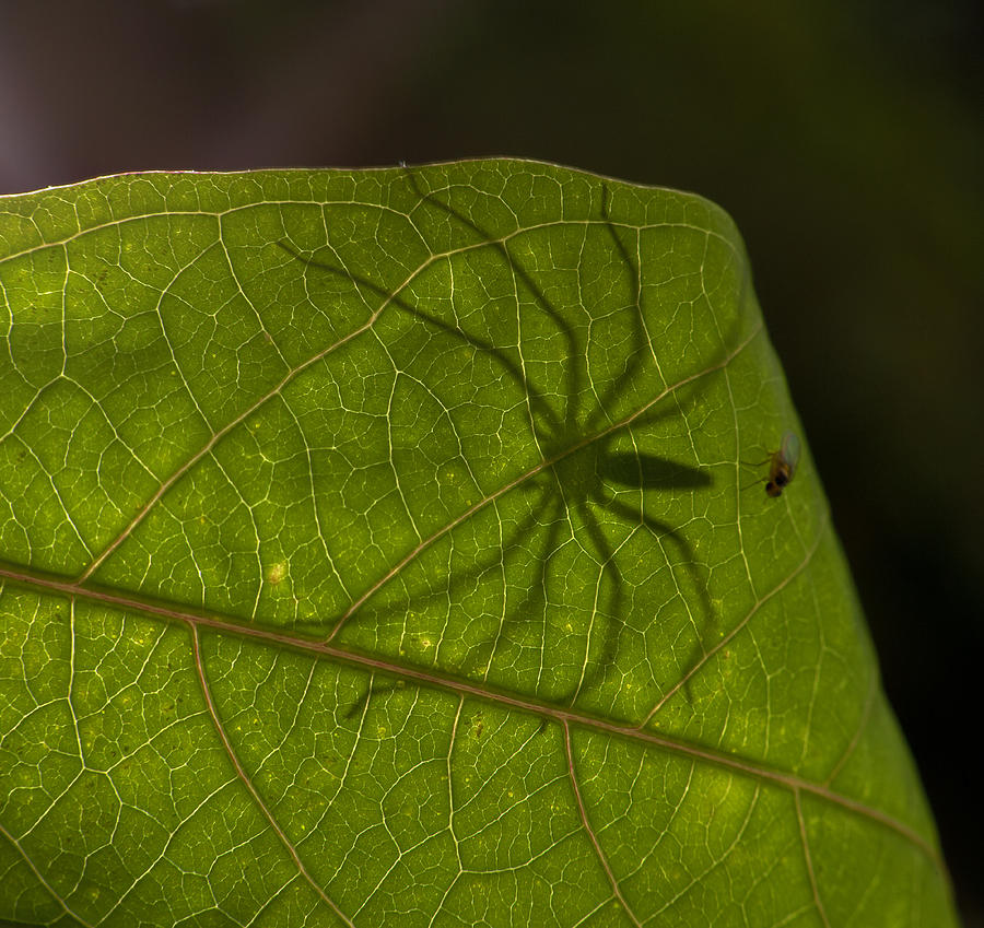 Shadow and spider on leaf Photograph by Arctic-Images