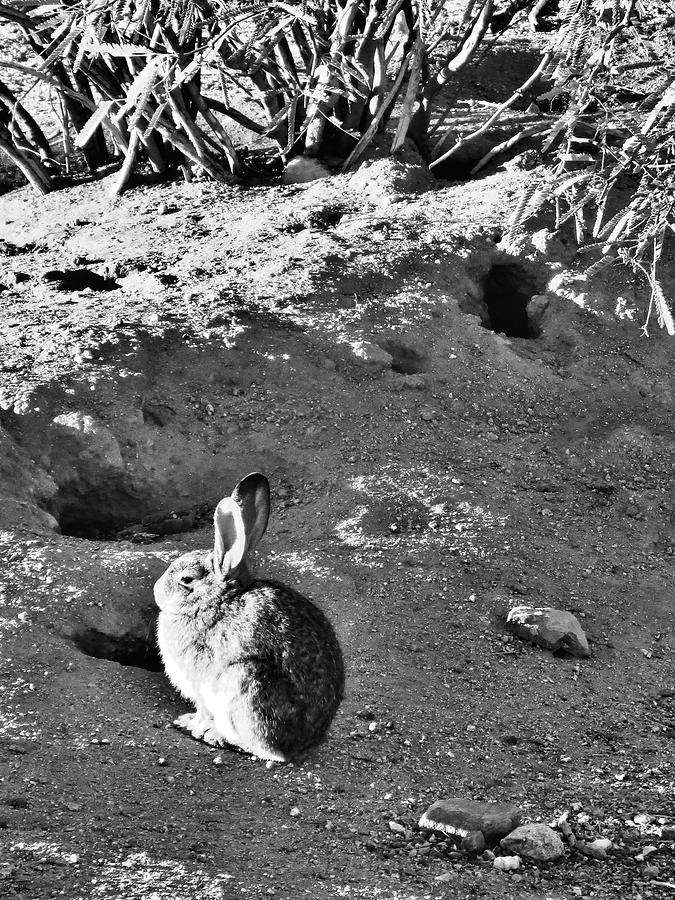 Shadow Bunny Photograph by Judy Kennedy