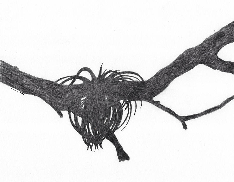 Shadow Cast by Giant Airplant Drawing by Teresamarie Yawn