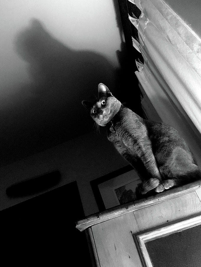 Cat Noir  Photograph by Lorraine Devon Wilke