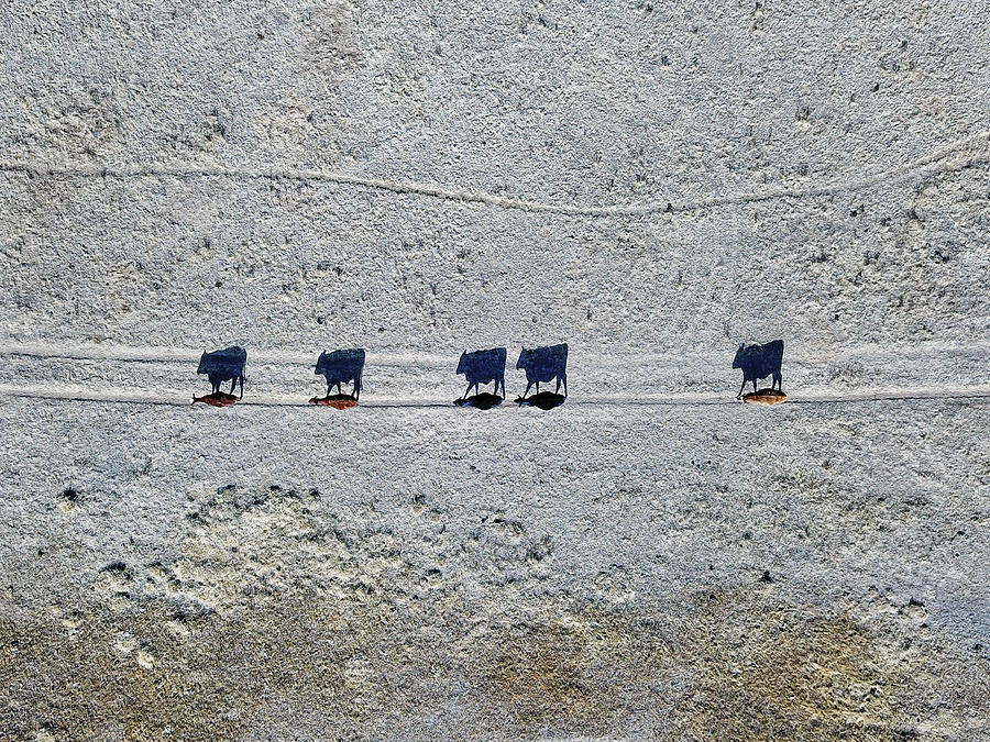 Shadow Cattle color Photograph by Rand Ningali
