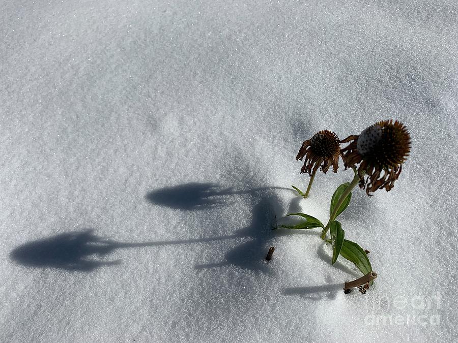 Winter Photograph -  Shadow  by Dorota Nowak