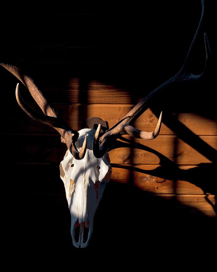 Shadow From Elk Skull Photograph by Jerry Sodorff