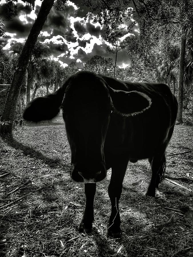 Shadow Moo in Black and White Photograph by James Kennedy - Fine Art ...