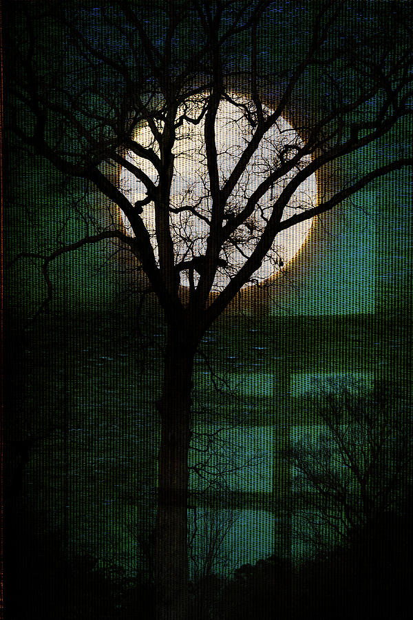 Full Moon Photograph - Shadow Moon Tree by Sharon Popek
