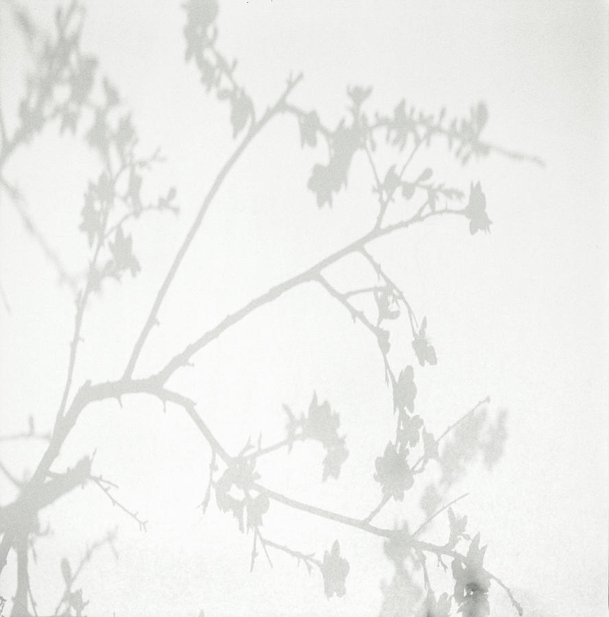 Shadow of peach blossom on wall Photograph by Eriko Koga