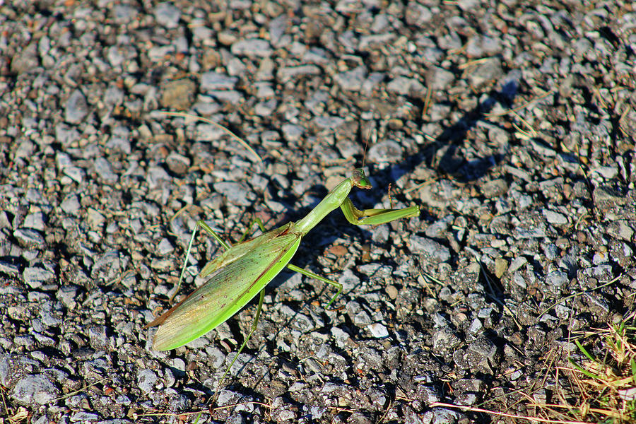 Shadow of the Mantis Photograph by Christopher Reed