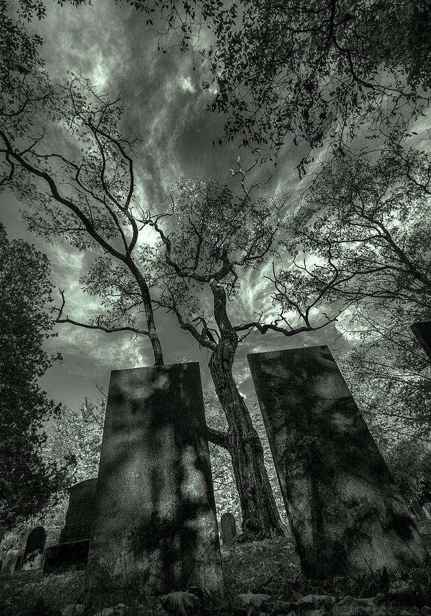 Tree Photograph - Shadow Soul Dance by Jerry LoFaro