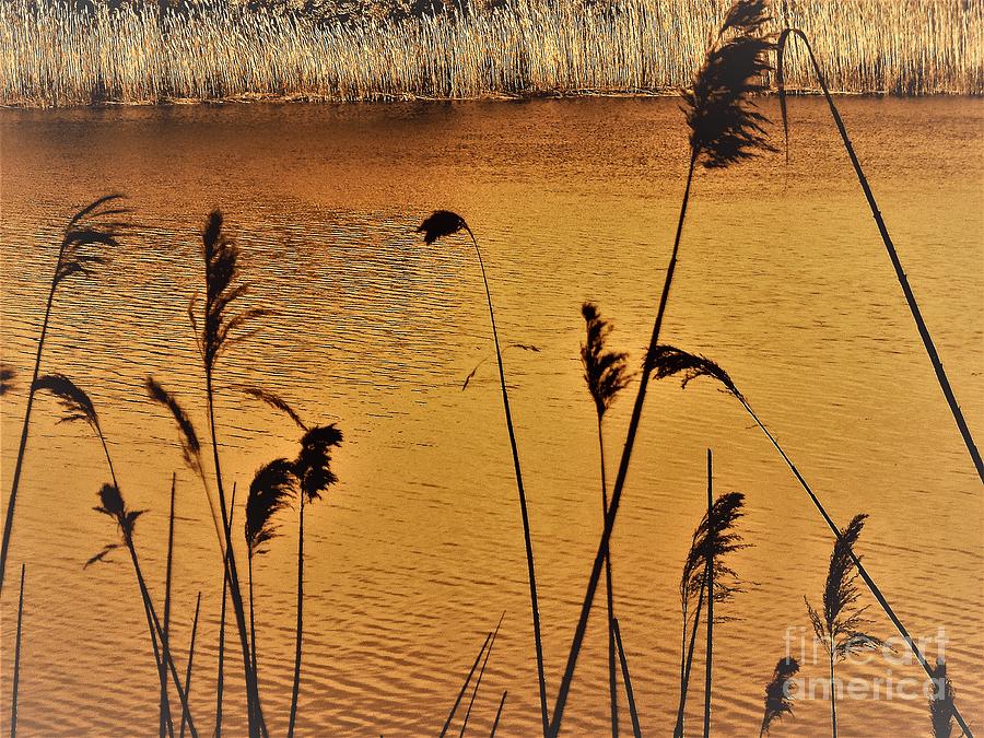 Nature Photograph - Shadowed and Golden Cattails by Rick Maxwell