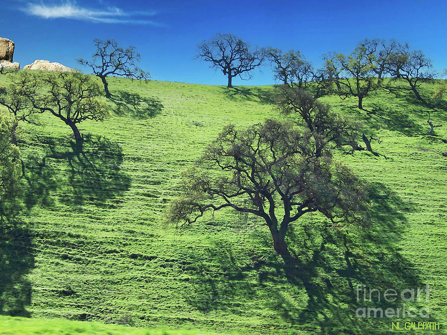 Shadowed Hillside Oaks Photograph by NL Galbraith Shadowed Hillside Oaks Photograph by NL Galbraith