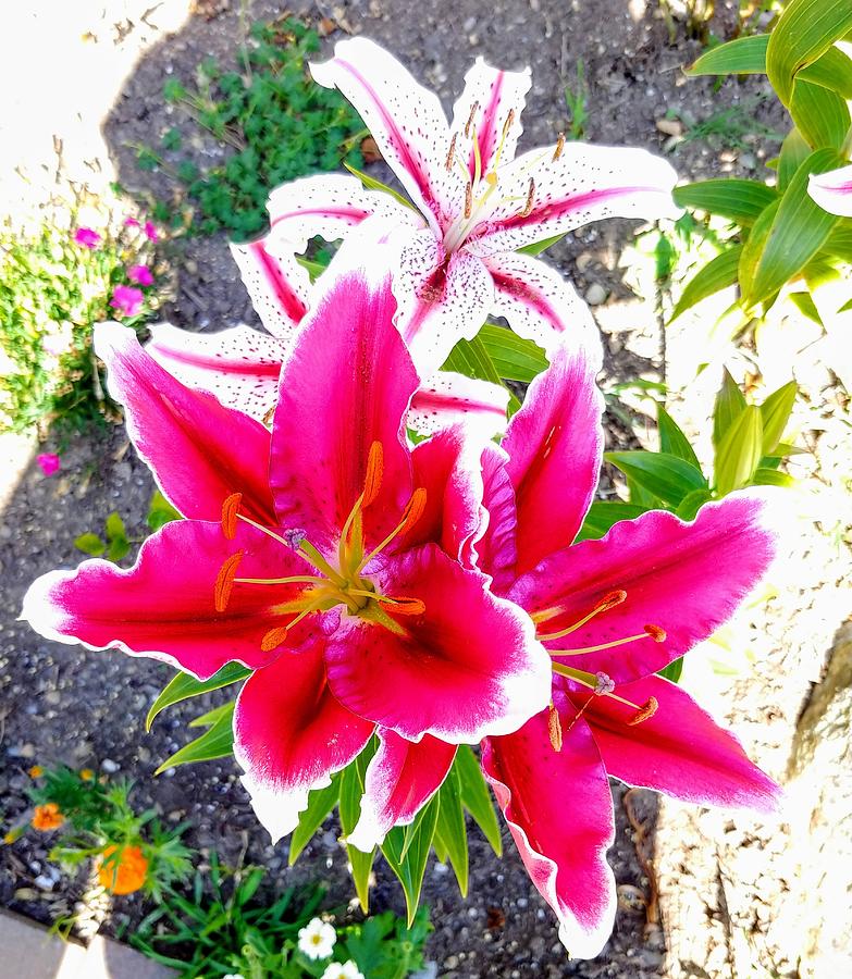 Shadowed Lilies Photograph by Darrell MacIver - Fine Art America