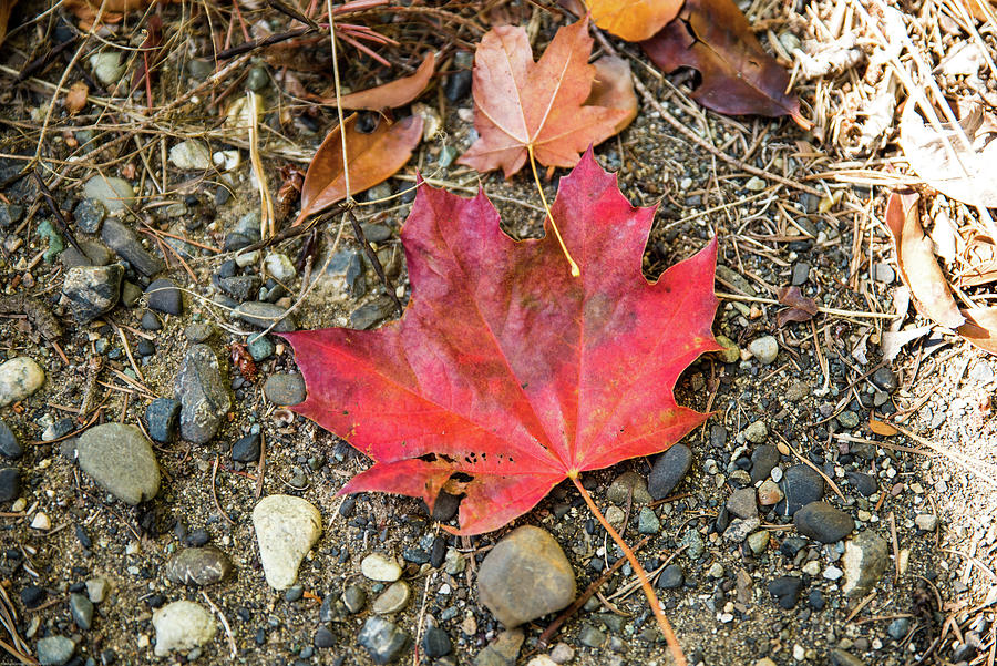 Shadowed Maple Leaf Photograph by Tom Cochran