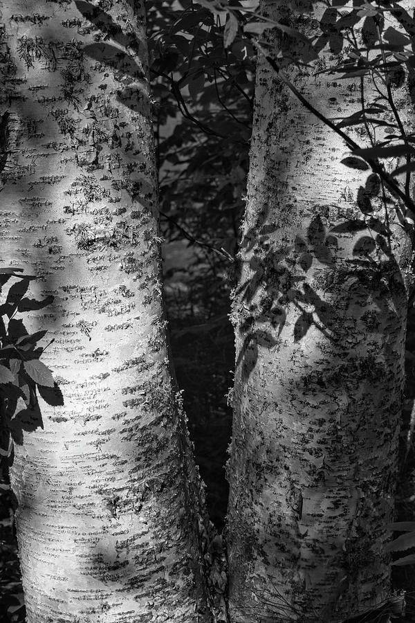 Shadowed Tree Trunks - Monochrome Photograph by Cathy Mahnke
