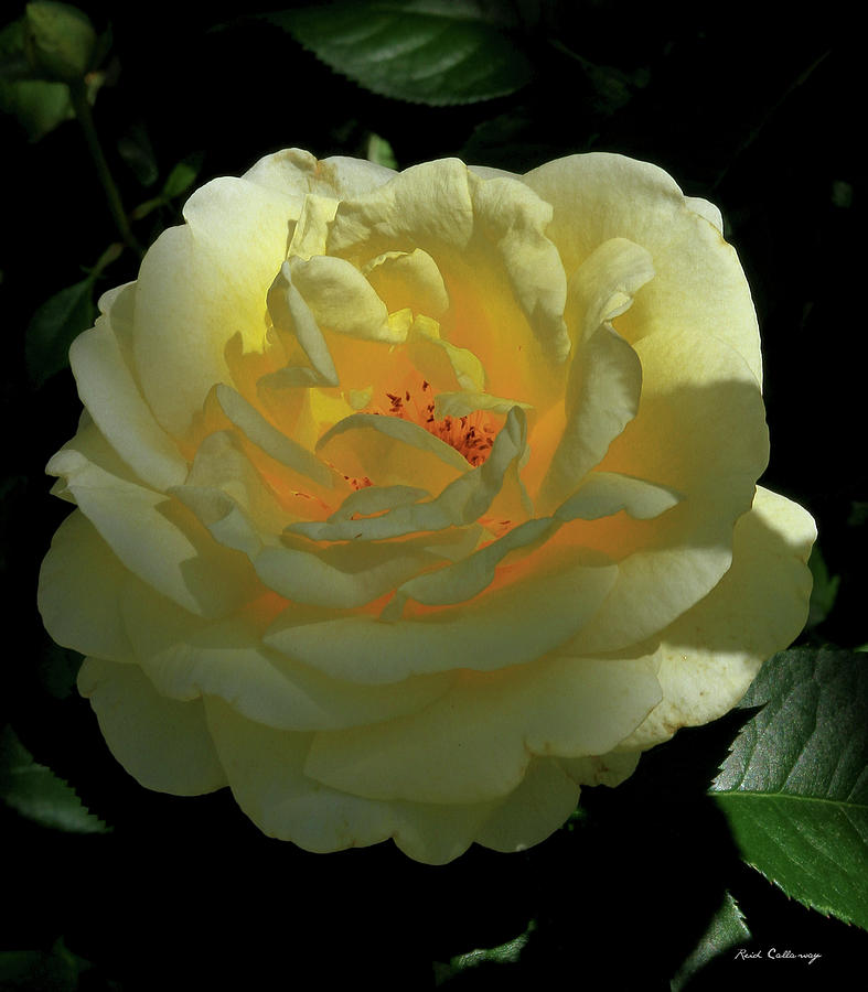 Shadowing Sunlight Yellow Rose Wildlife Garden Art Photograph by Reid Callaway