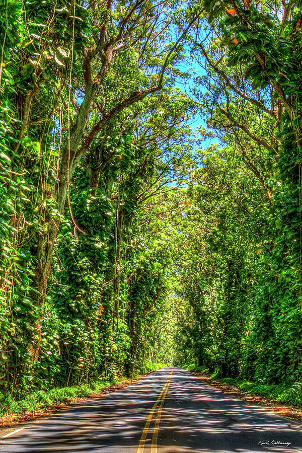 Kauai HI Shadows and Light 2 The Eucalyptus Tree Tunnel South Shore ...