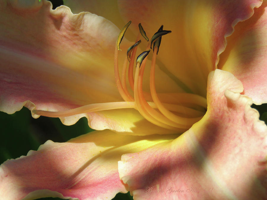 Daylily Photograph - Shadows and Light - Daylily Up Close - Super Macro Floral Photography - Daylily Art by Brooks Garten Hauschild