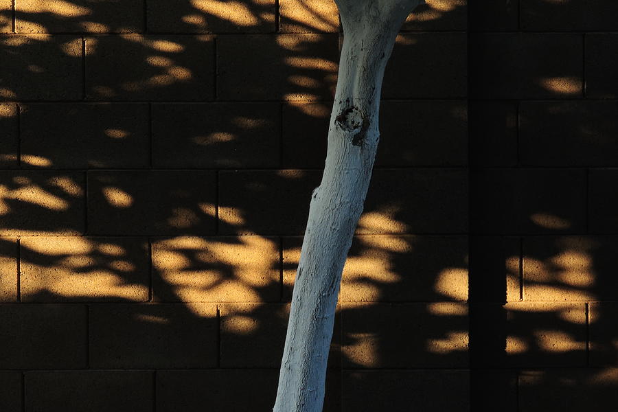 Shadows and Tree Photograph by Bill Tomsa