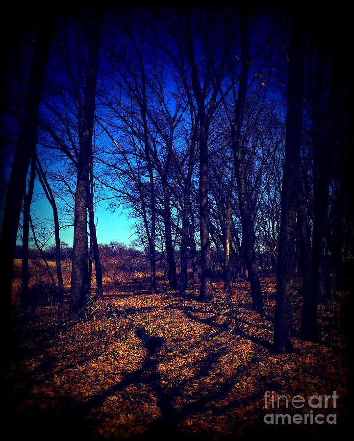 Shadows and Trees Landscape - Lomo Photograph by Frank J Casella