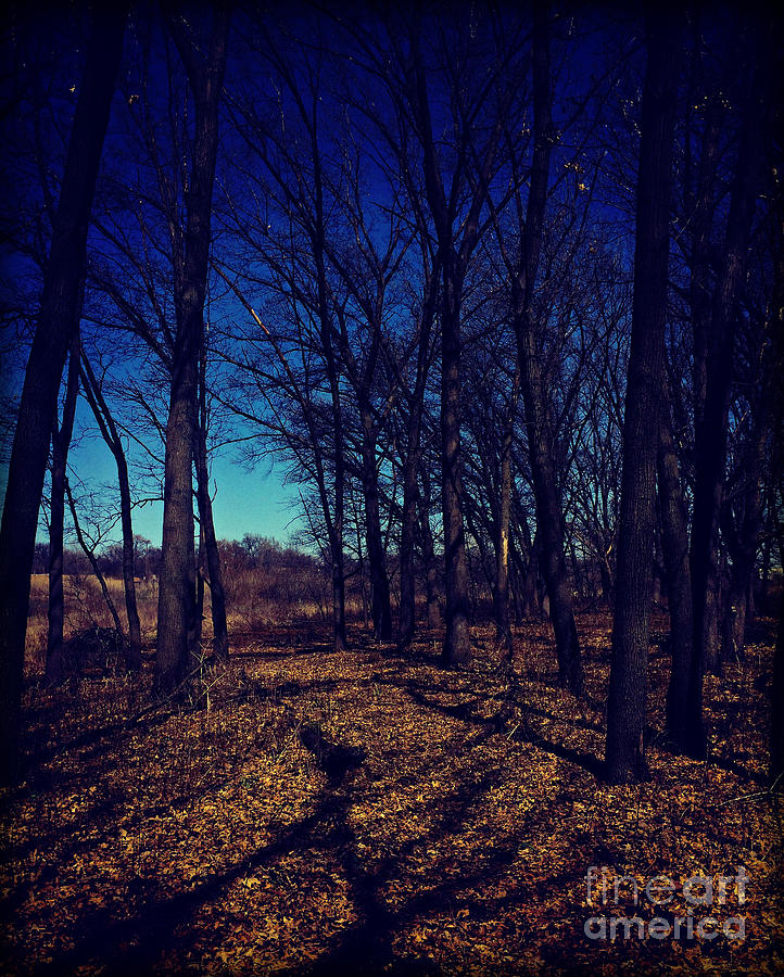 Shadows and Trees Landscape -  Vibrant Photograph by Frank J Casella
