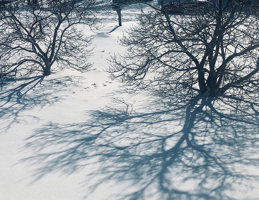 Shadows in the Snow 2 Photograph by Barry Jones
