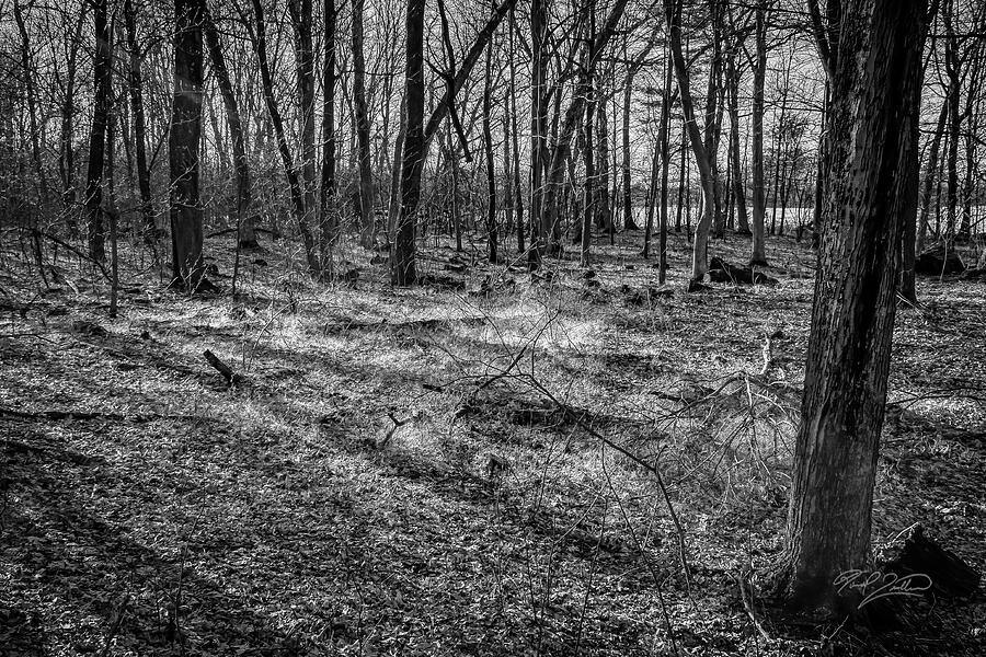 Nature Photograph - Shadows in the Woods #3 by David Quillman
