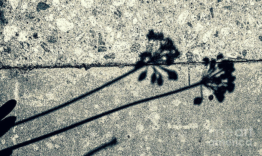 Nature Photograph - Shadows of a Pair by Fei A