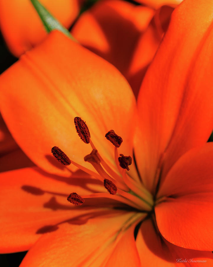 Shadows of my Stamen Photograph by Kathi Isserman