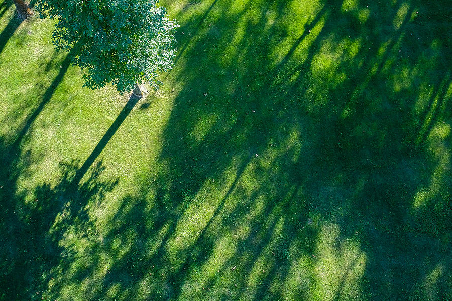 Shadows of tree branches  lie over the green lawn Photograph by Yashabaker