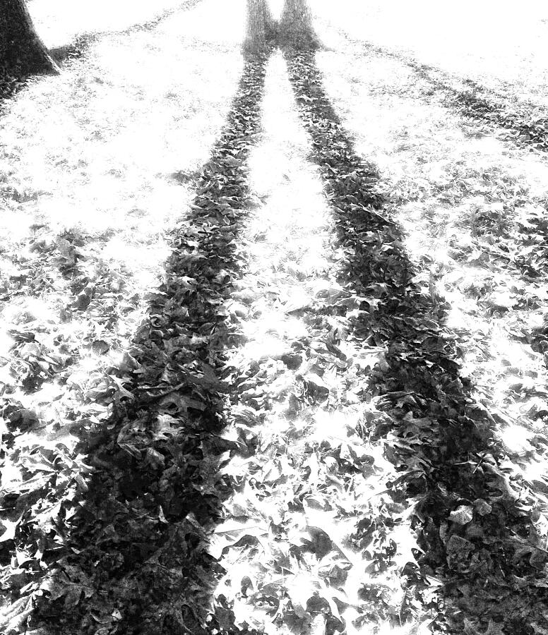 Shadows on Fallen Leaves Photograph by Brandon Strellis Shadows on Fallen Leaves Photograph by Brandon Strellis