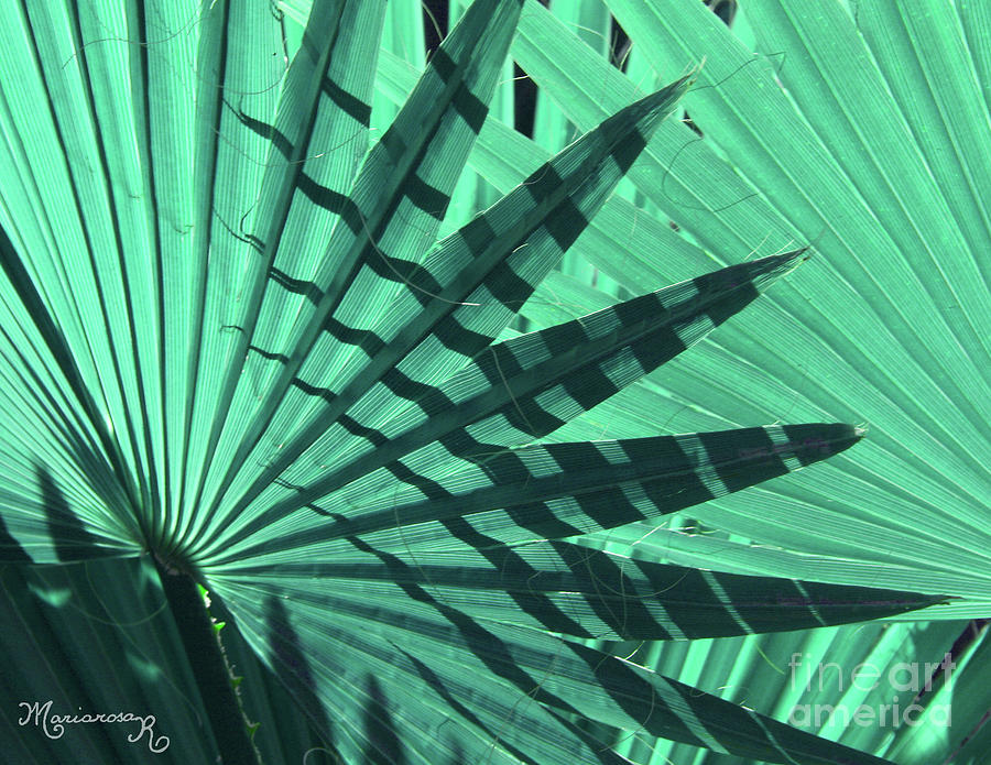 Shadows on Palm Leaves Photograph by Mariarosa Rockefeller