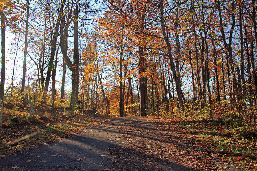 Shadows on the Autumn Path Photograph by Angela Murdock