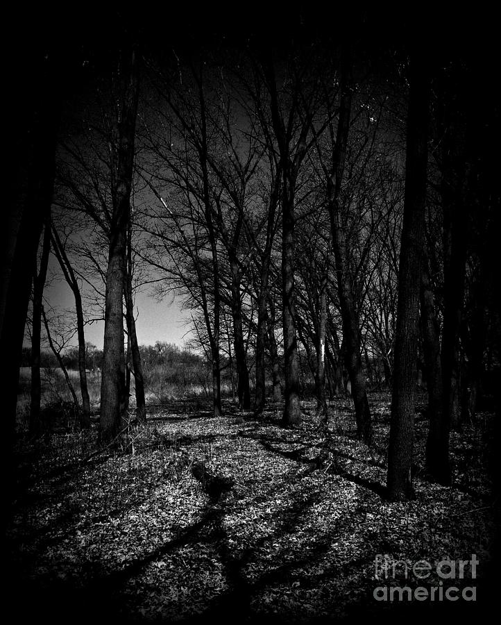 Nature Photograph - Shadows Trees Landscape - Holga by Frank J Casella