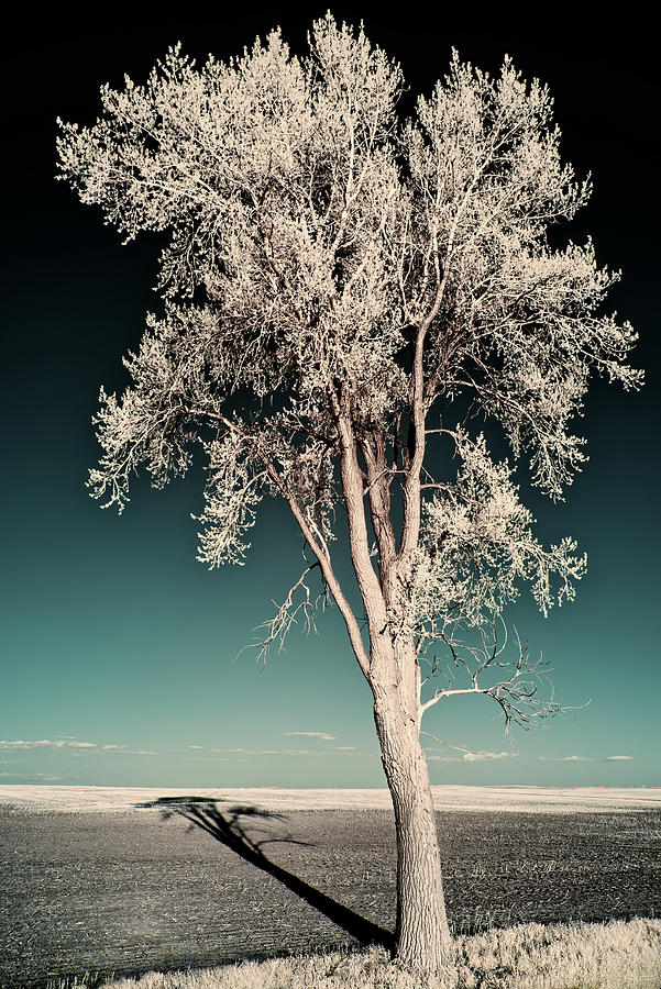 Shadowscape - A Lone Tall Cottonwood Casts A Long Shadow On Nd Field Photograph