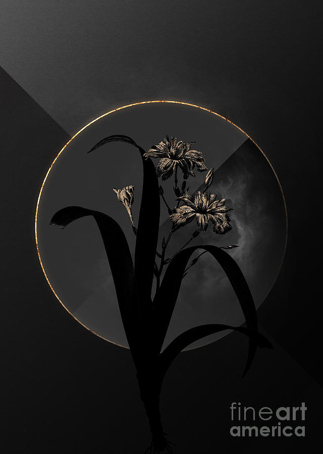 Shadowy Black Iris Fimbriata Botanical Art with Gold Mixed Media by Holy Rock Design