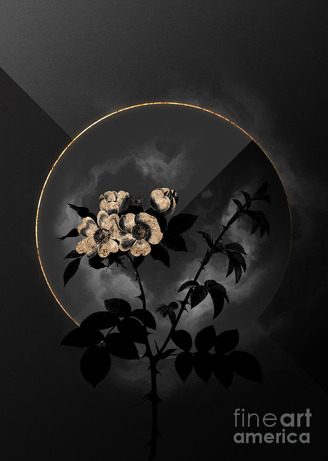 Shadowy Black White Flowered Rose Botanical Art with Gold Mixed Media by Holy Rock Design