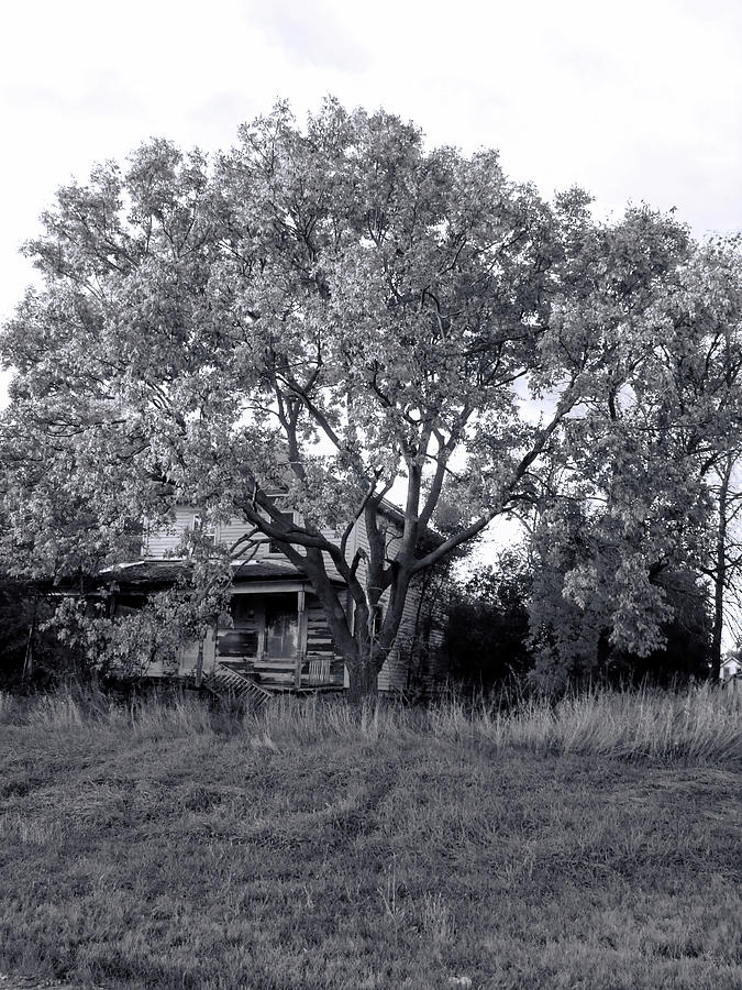 Shady Cottonwood Tree Photograph by Cathy Anderson