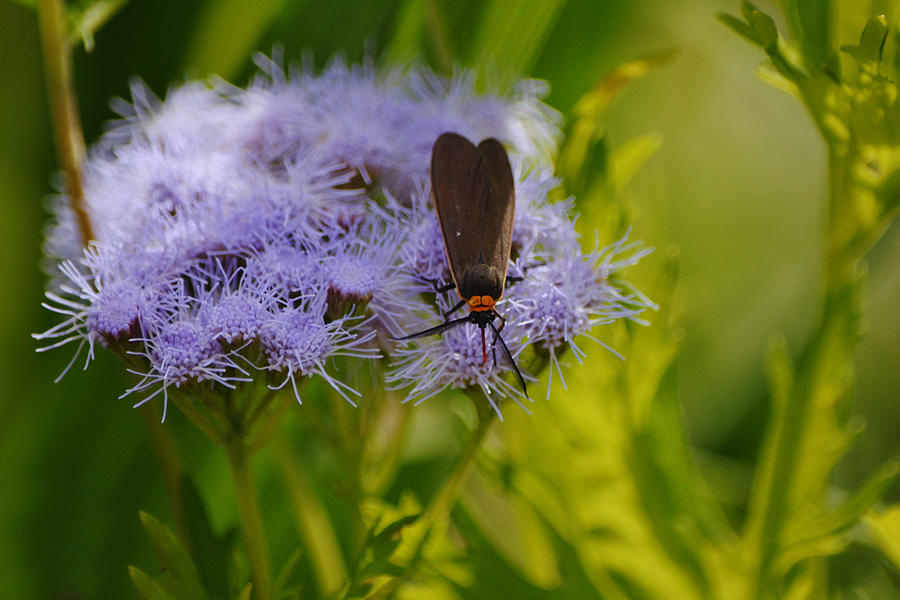 Shady Firefly on Flowers Photograph by Gaby Ethington - Fine Art America