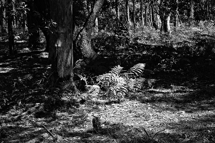 Shady Forest Glen Black And White Photograph by Christopher Mercer
