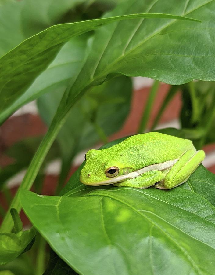 Frog Photograph - Shady Frog by Kate Tidwell Frog Photograph - Shady Frog by Kate Tidwell