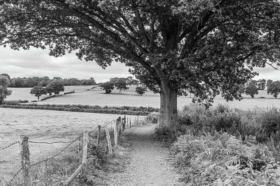 Shady Oak Tree Photograph by Shirley Mitchell