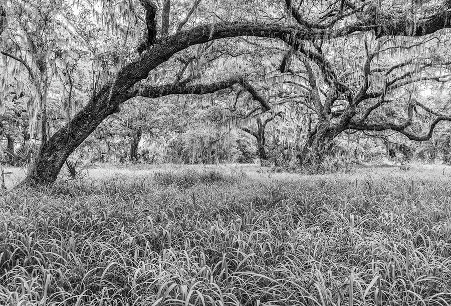 Shady Oaks  Photograph by Rudy Wilms