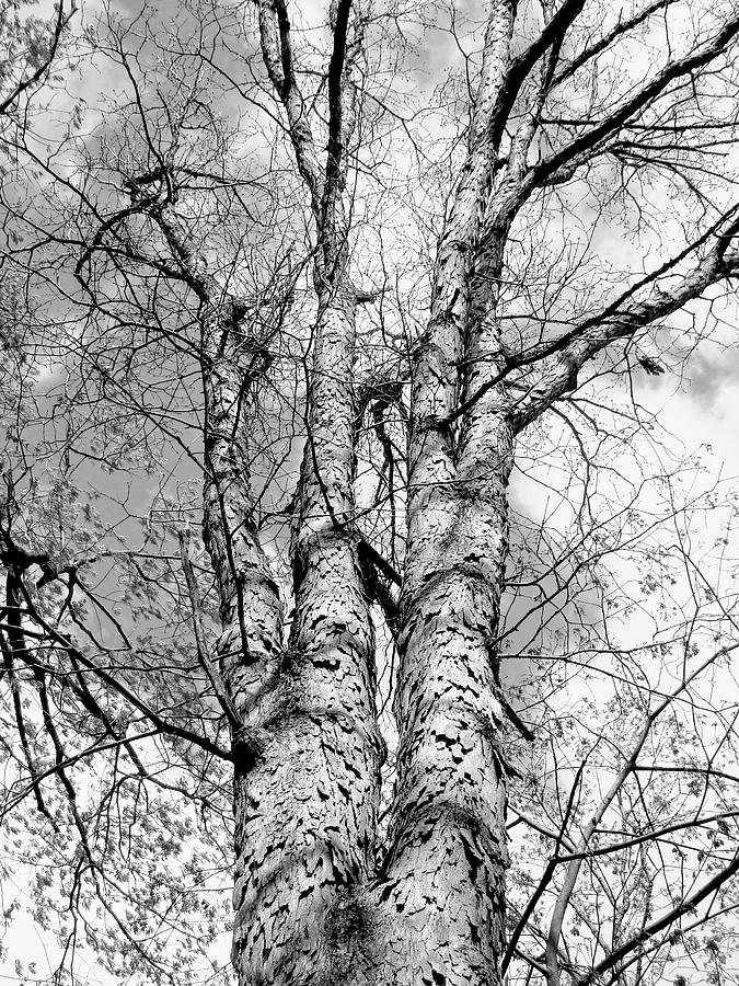 Shag Bark Hickory Tree In Black And White Photograph