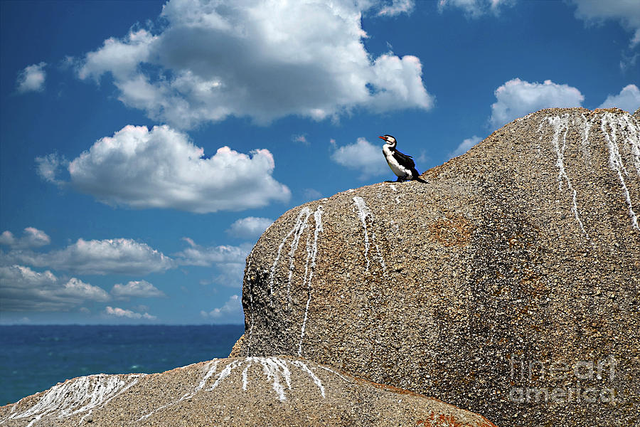 Shag on a Rock by Kaye Menner Photograph by Kaye Menner