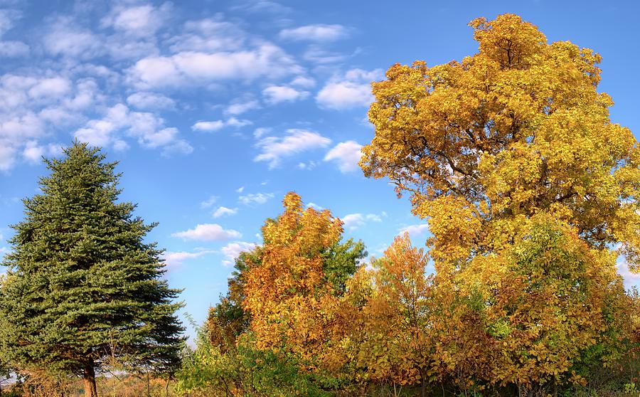 Shagbark Hickory II Photograph By Bonfire Photography Fine Art America