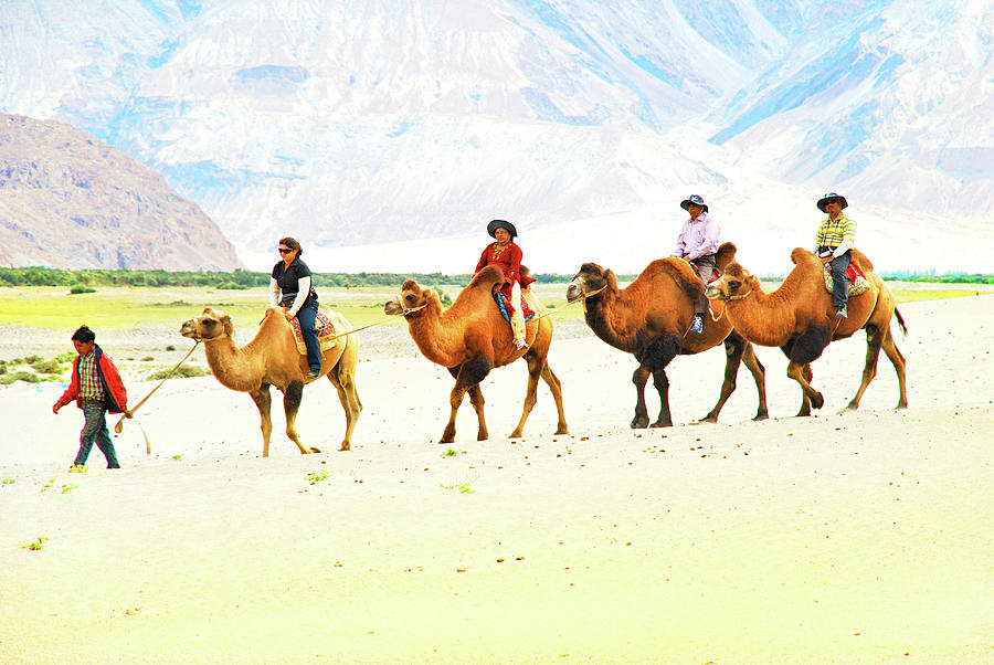 Shaggy Bactrian Camel Rides, Nubra Valley Photograph by Shashank ...