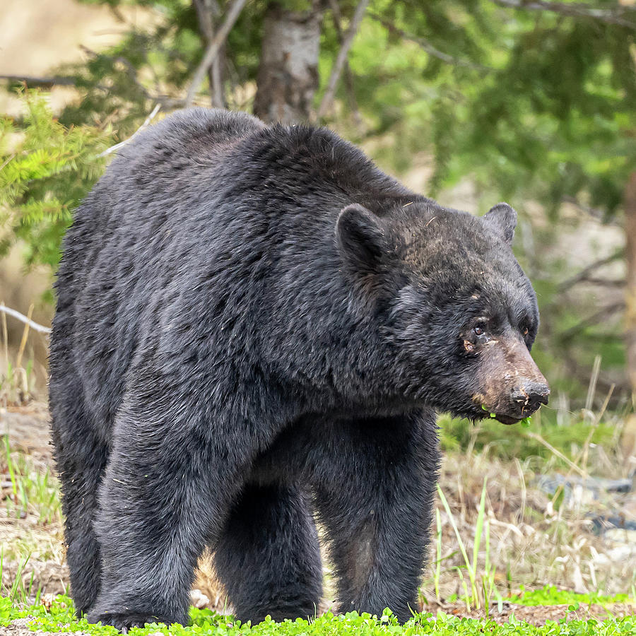 Nature Photograph - Shaggy black Bear by Paul Freidlund