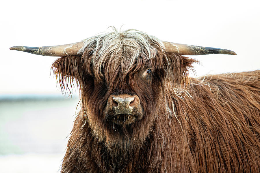 Shaggy Cow Photograph by Denise Kopko