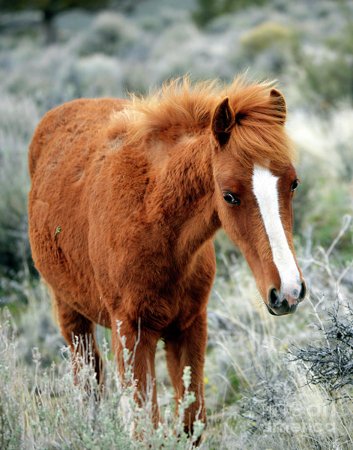 Shaggy Filly Photograph by Denise Bruchman