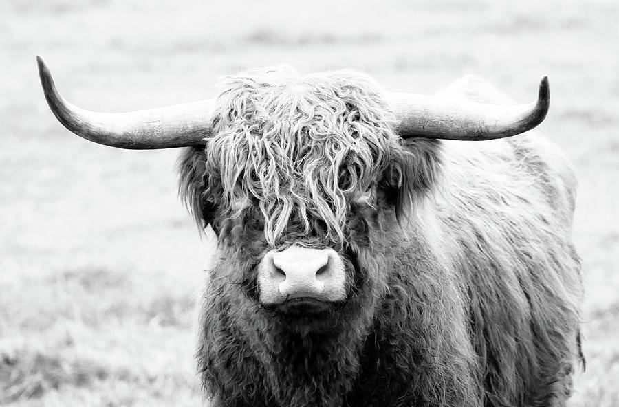 Shaggy Highland Bull Photograph